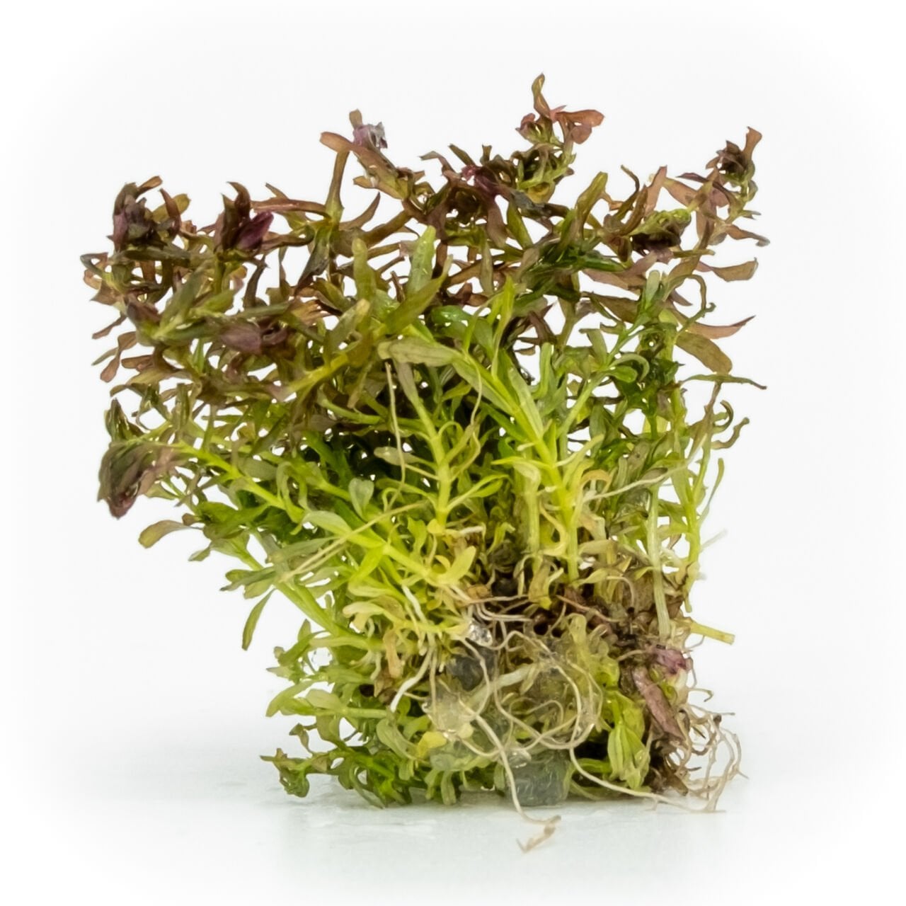 Rotala macrandra mini butterfly EX VITRO