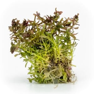 Rotala macrandra mini butterfly EX VITRO