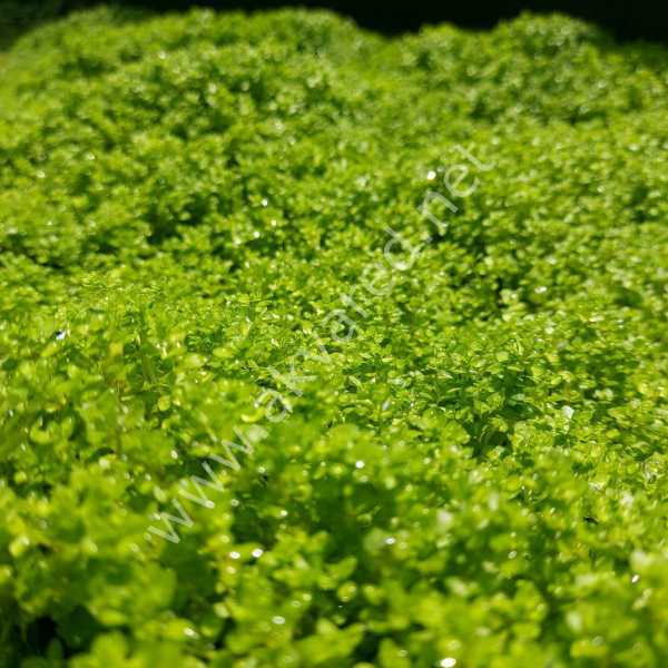 Hemianthus callitrichoides 'cuba IN VITRO JAR (KAVANOZ)
