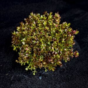 Rotala macrandra mini butterfly EX VITRO