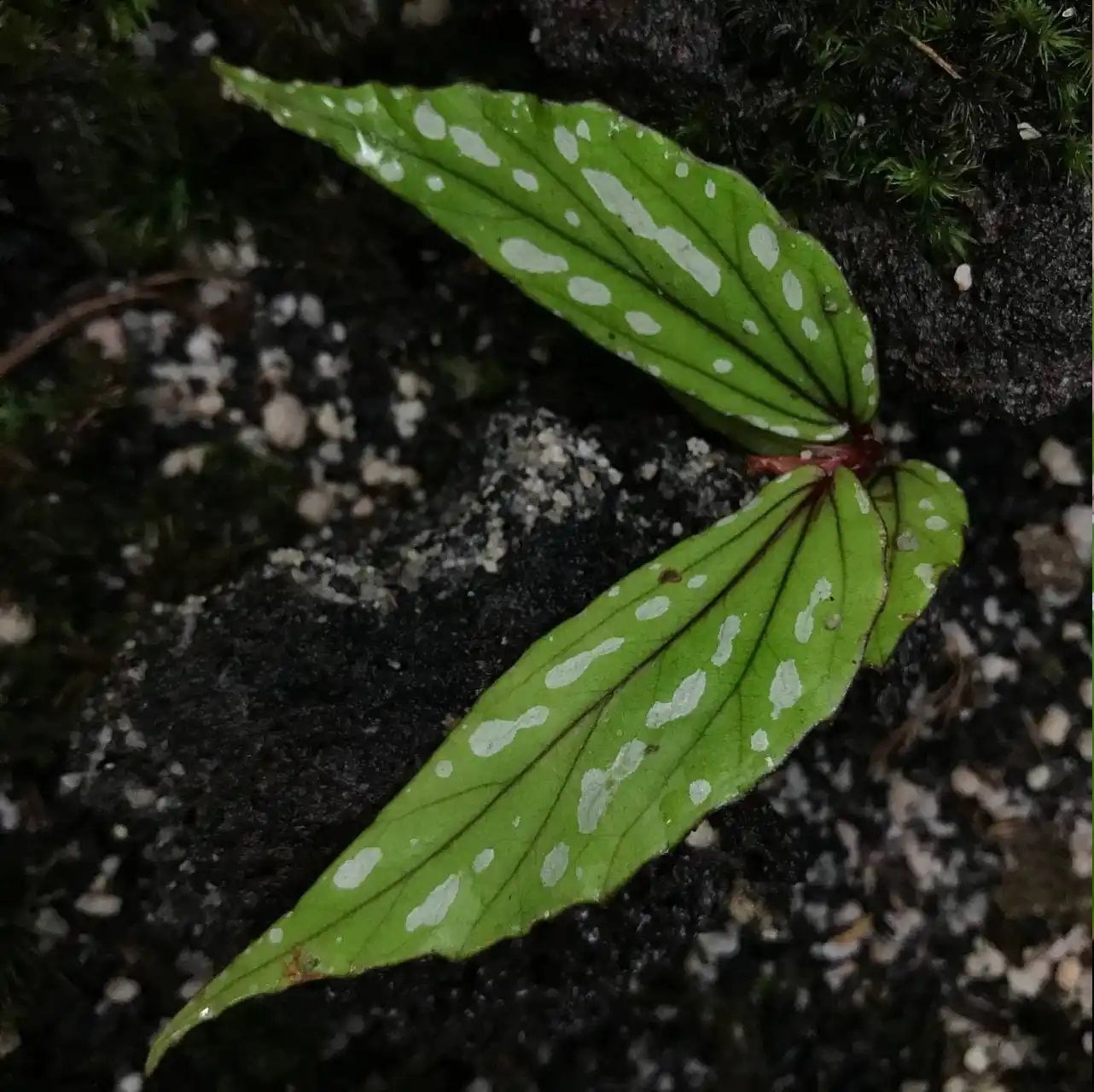 Begonia amidalae C.W.Lin & C.I Peng (ex Begonia White Green)