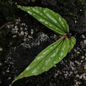Begonia amidalae C.W.Lin & C.I Peng (ex Begonia White Green)