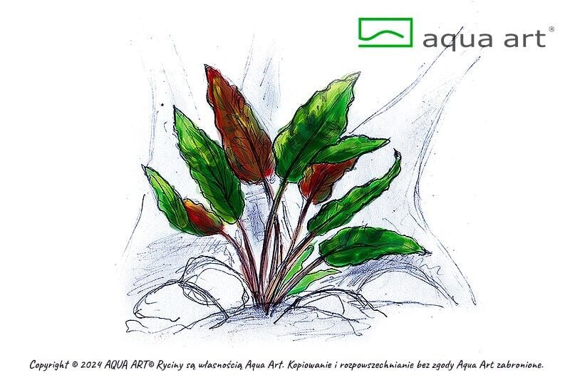 AQUA ART Cryptocoryne wendtii Mi Oya ÖN SİPARİŞ