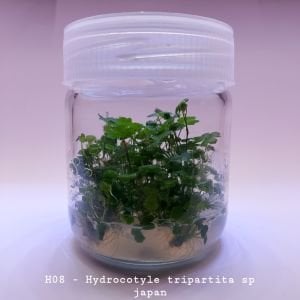 Hydrocotyle tripartita / sp. Japan IN VITRO JAR (KAVANOZ)