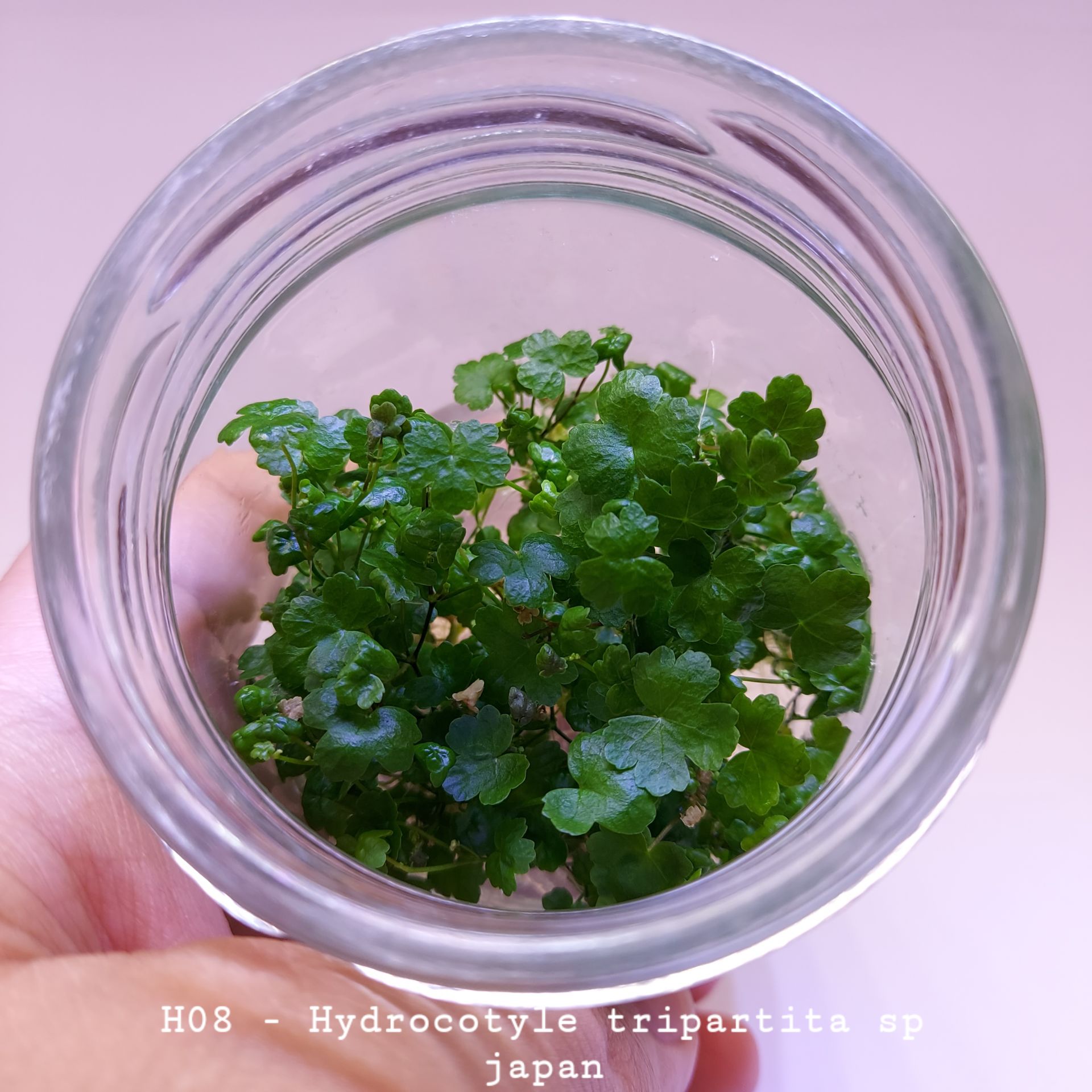 Hydrocotyle tripartita / sp. Japan IN VITRO JAR (KAVANOZ)