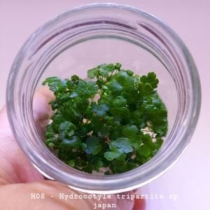 Hydrocotyle tripartita / sp. Japan IN VITRO JAR (KAVANOZ)