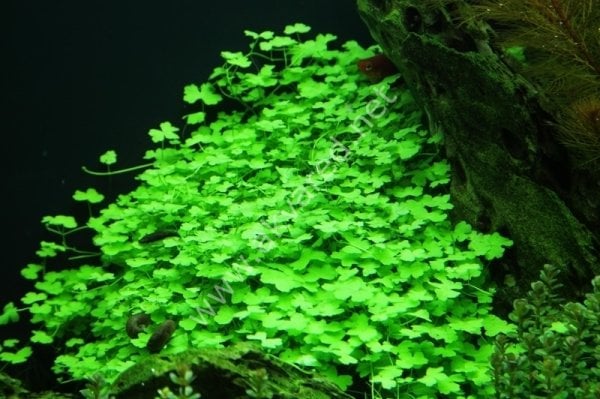 Hydrocotyle tripartita / sp. Japan IN VITRO JAR (KAVANOZ)