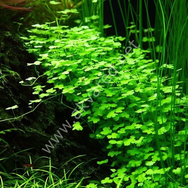 Hydrocotyle tripartita / sp. Japan IN VITRO JAR (KAVANOZ)