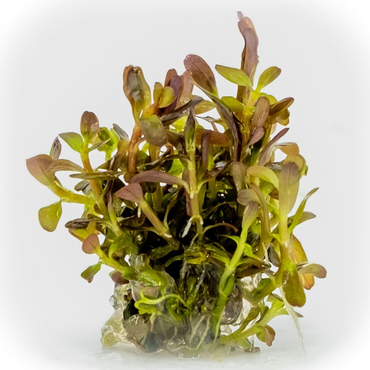Rotala rotundifolia reddish vietnam EXVITRO