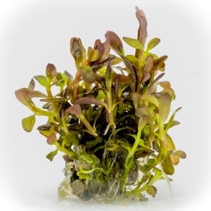 Rotala rotundifolia reddish vietnam EXVITRO
