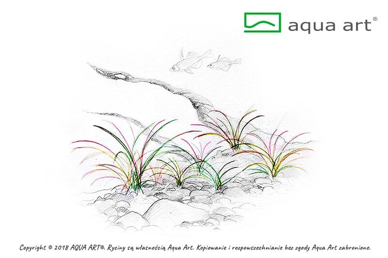 AQUA ART Echinodorus quadricostatus tenellus ÖN SİPARİŞ