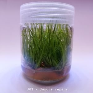 Juncus repens IN VITRO JAR (KAVANOZ)