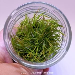 Juncus repens IN VITRO JAR (KAVANOZ)