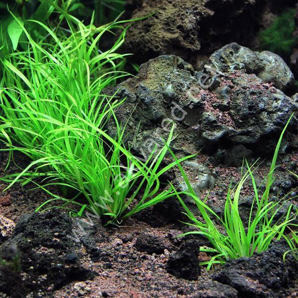 Juncus repens IN VITRO JAR (KAVANOZ)