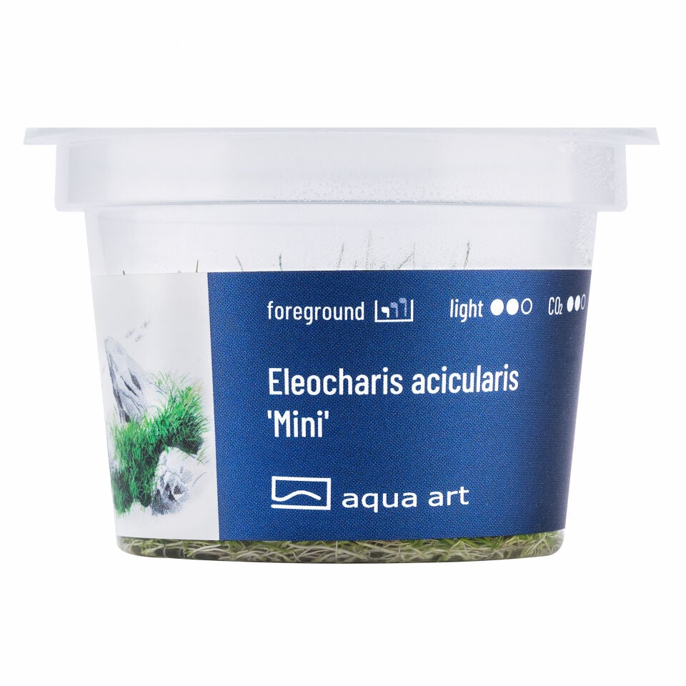 AQUA ART Eleocharis acicularis Mini ÖN SİPARİŞ