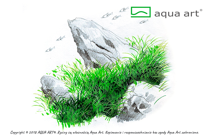 AQUA ART Eleocharis acicularis Mini ÖN SİPARİŞ