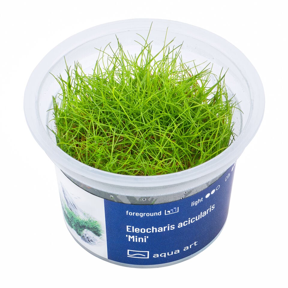 AQUA ART Eleocharis acicularis Mini ÖN SİPARİŞ