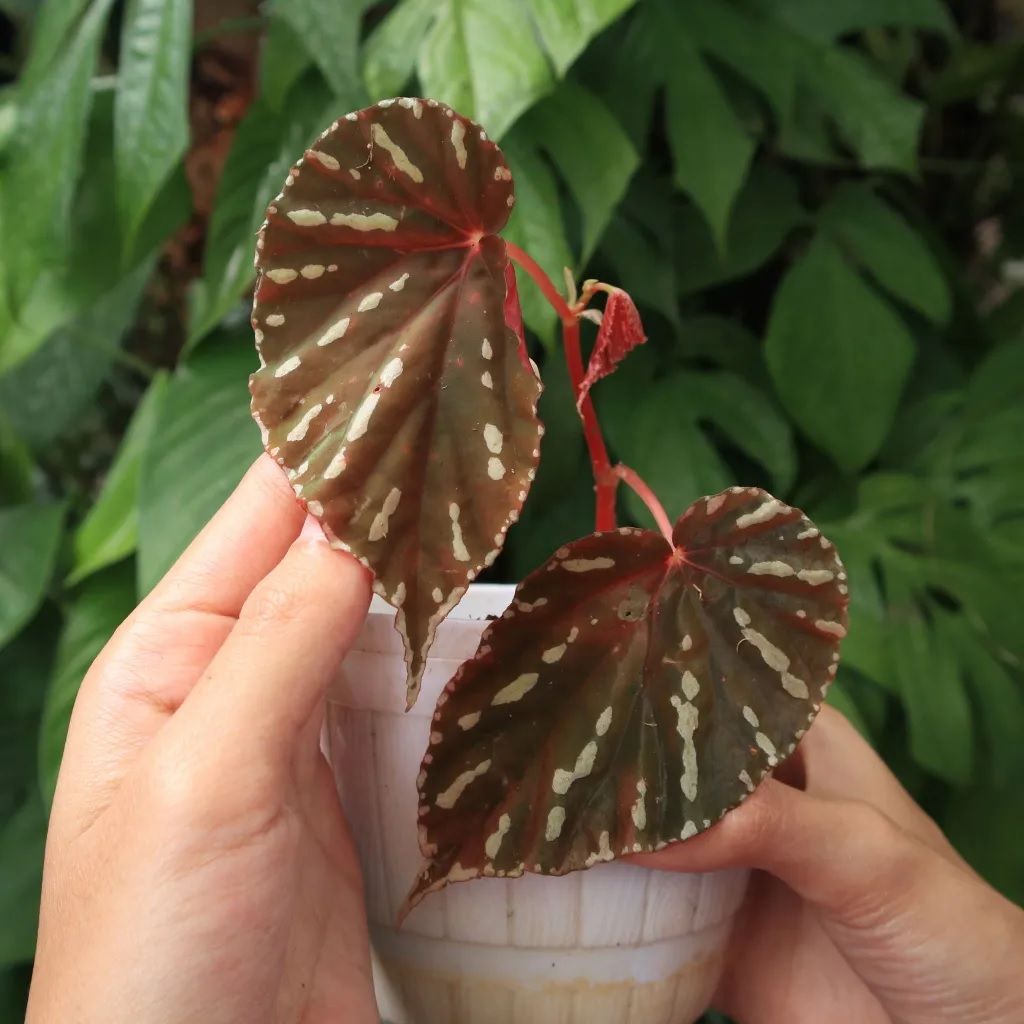 Begonia atrica (Miq.) Miq. Ex. A.DC. (Begonia Sumatera White Line )