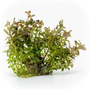Rotala macrandra narrow leaf EXVITRO