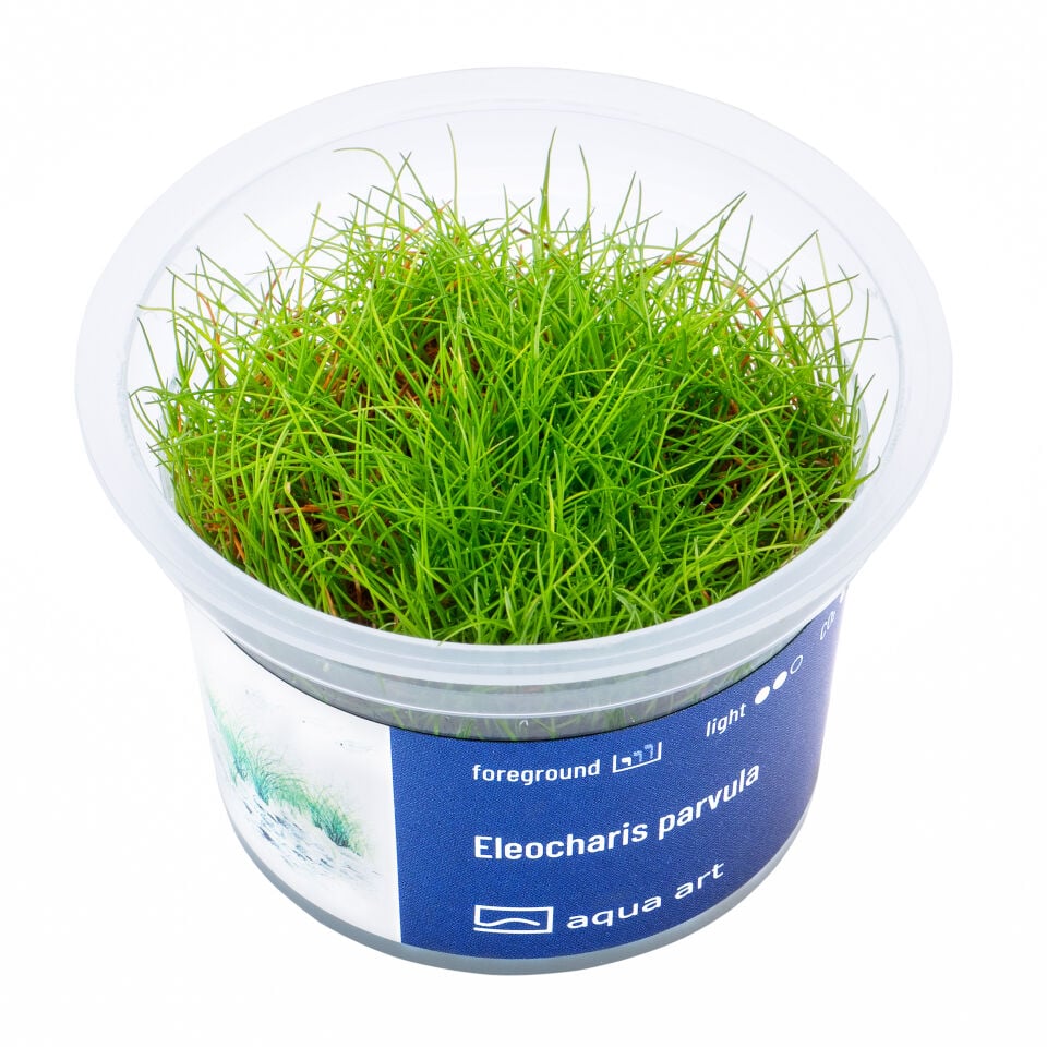AQUA ART Eleocharis parvula ÖN SİPARİŞ
