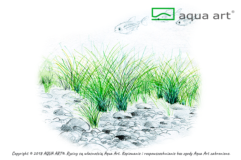 AQUA ART Eleocharis parvula ÖN SİPARİŞ