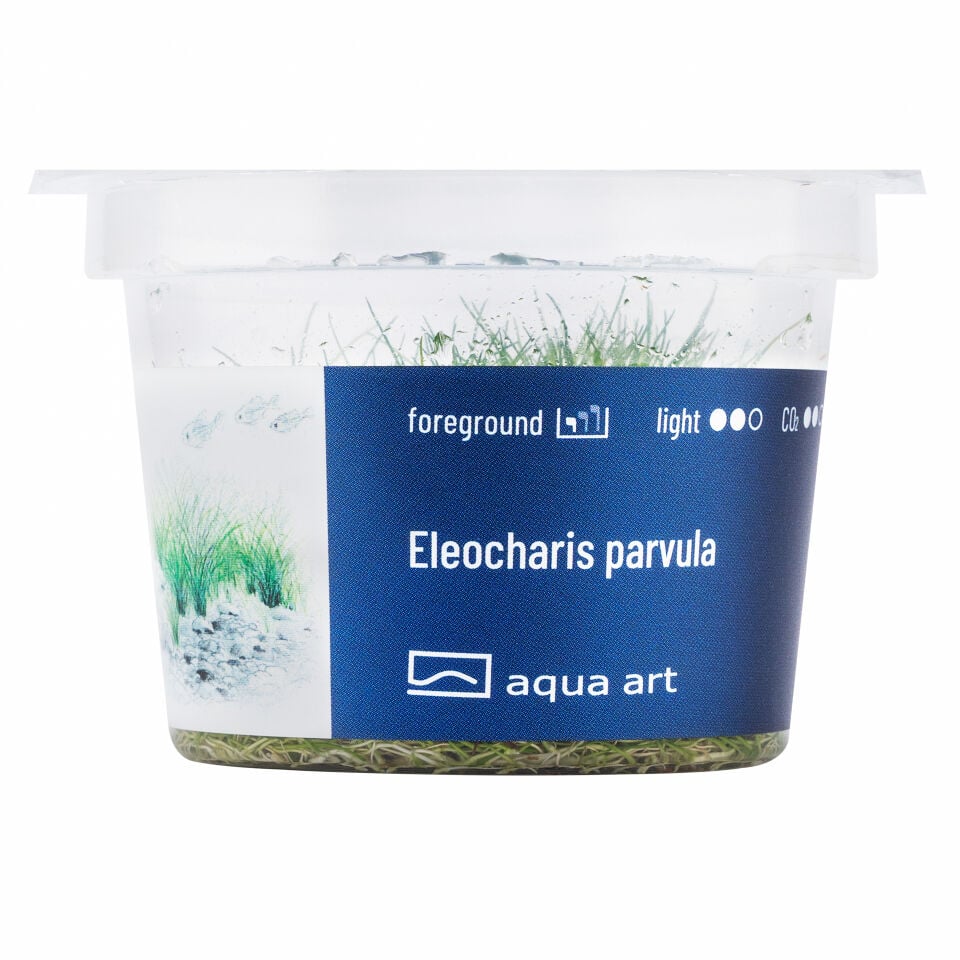 AQUA ART Eleocharis parvula ÖN SİPARİŞ