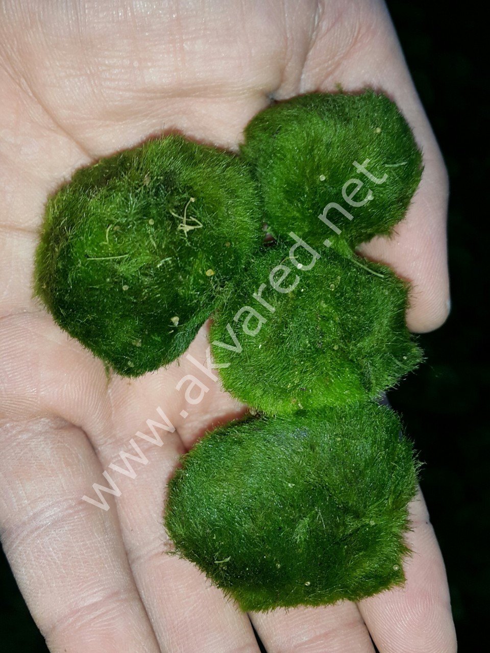 Marimo Moss Ball 2-3 CM ADET