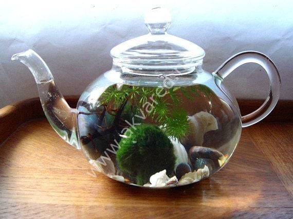 Marimo Moss Ball 2-4 CM ADET