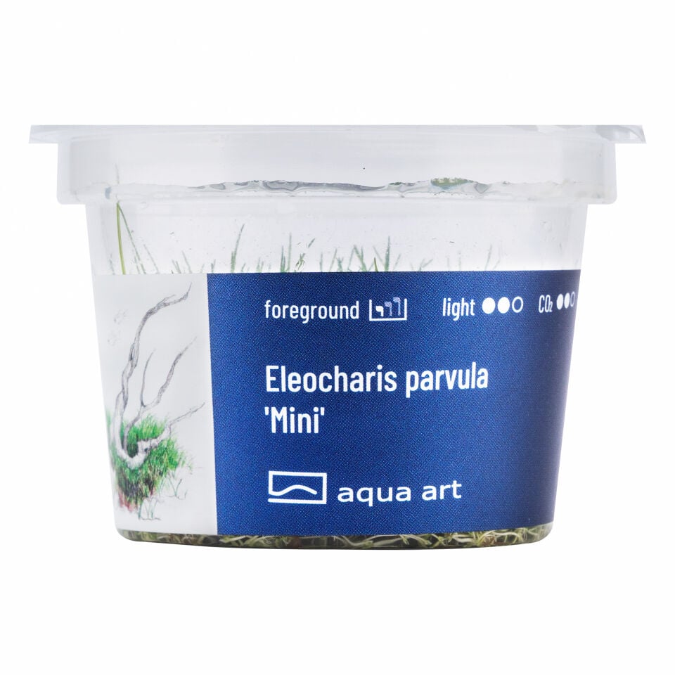 AQUA ART Eleocharis parvula Mini ÖN SİPARİŞ
