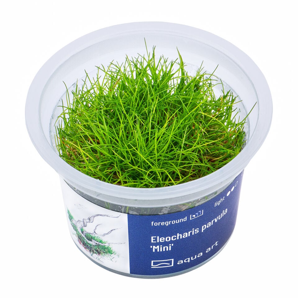 AQUA ART Eleocharis parvula Mini ÖN SİPARİŞ