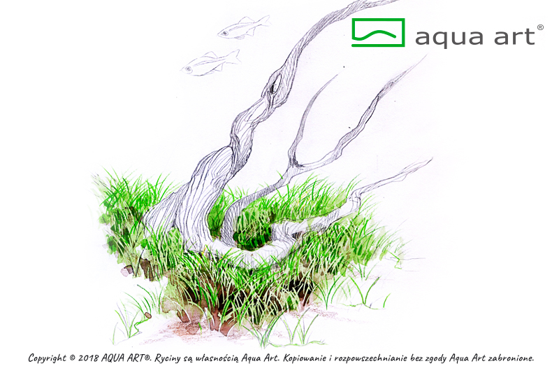 AQUA ART Eleocharis parvula Mini ÖN SİPARİŞ