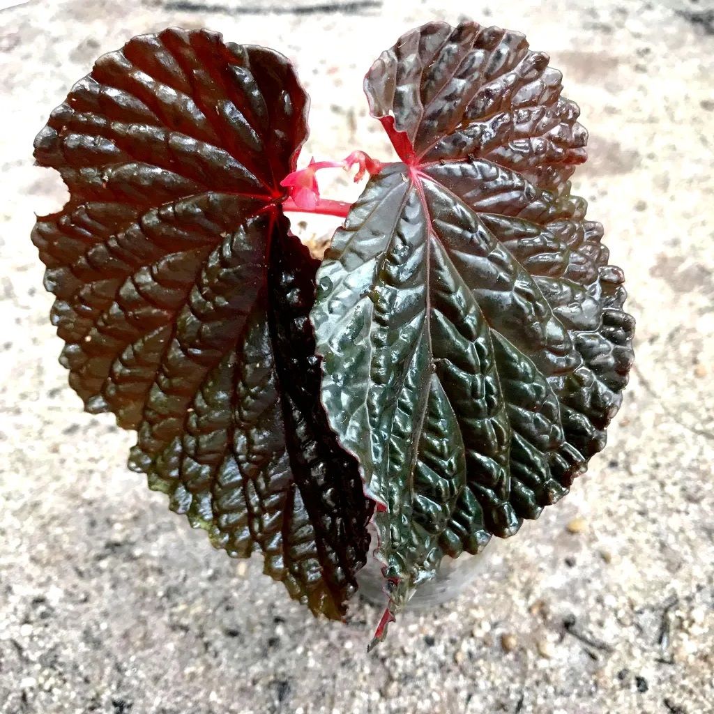 Begonia daun hitam W.G. Wang, C.X.L. Wang, S.Z. Zhang & A. Randi (ex Burning Bush)