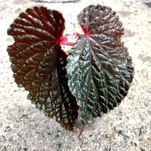 Begonia daun hitam W.G. Wang, C.X.L. Wang, S.Z. Zhang & A. Randi (ex Burning Bush)