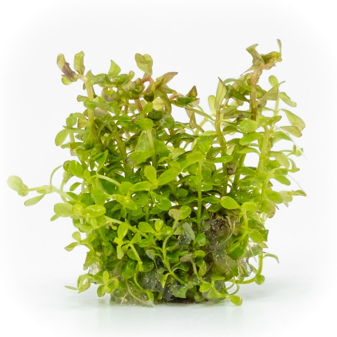 Rotala fujian EXVITRO