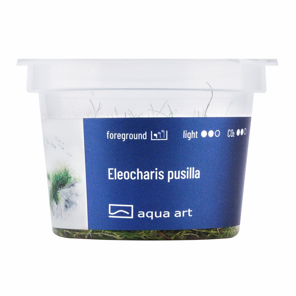 AQUA ART Eleocharis pusilla ÖN SİPARİŞ