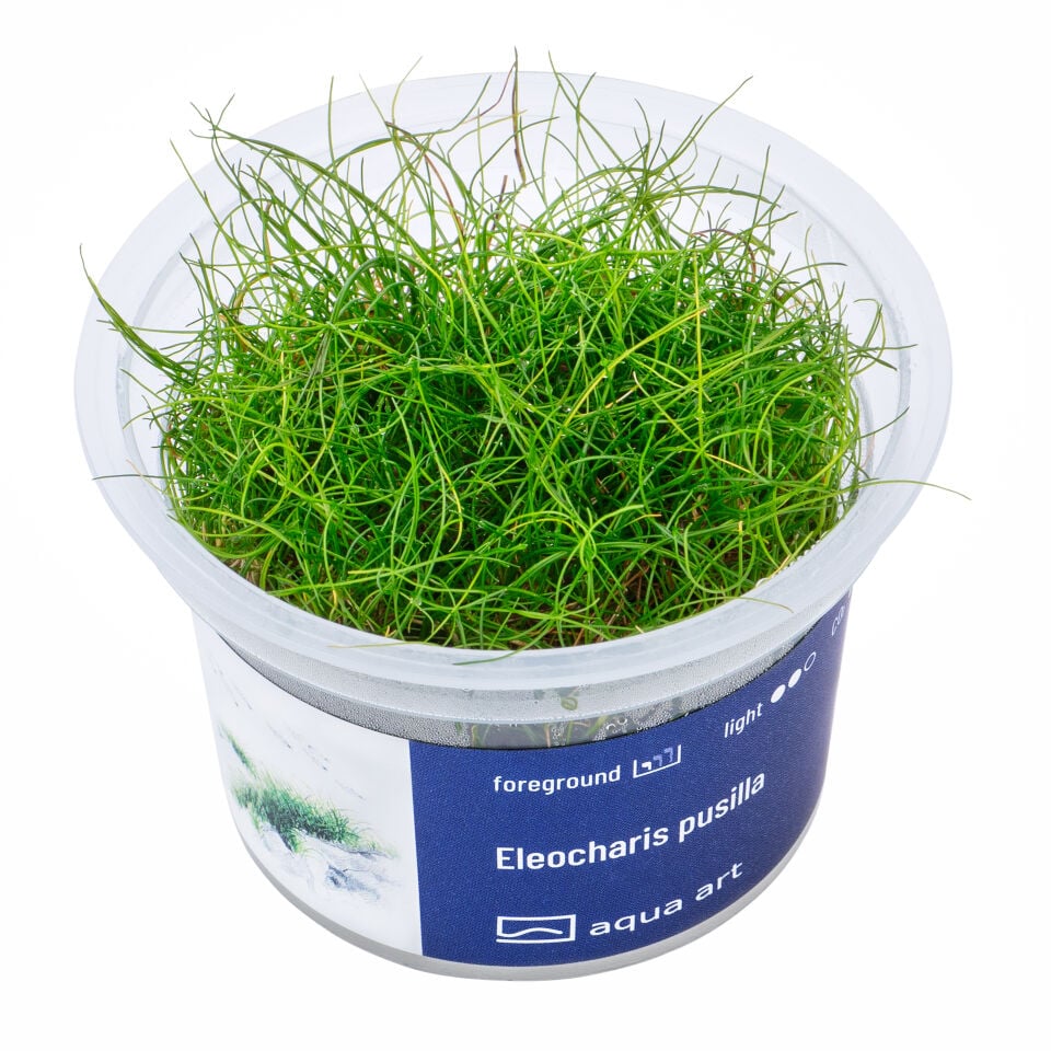 AQUA ART Eleocharis pusilla ÖN SİPARİŞ