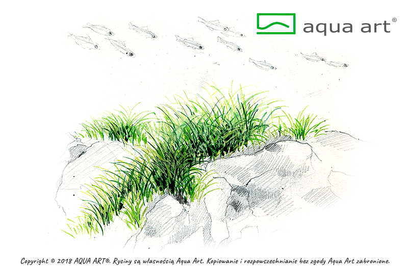 AQUA ART Eleocharis pusilla ÖN SİPARİŞ