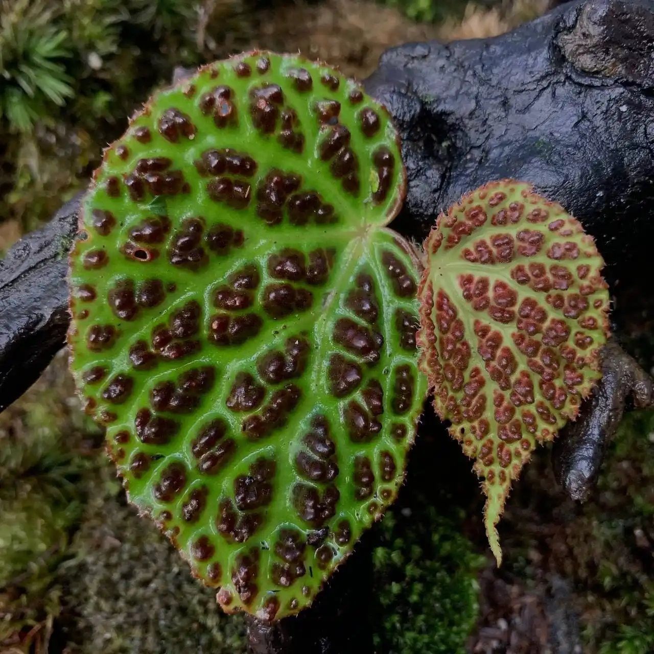 Begonia dracopelta Ardi.