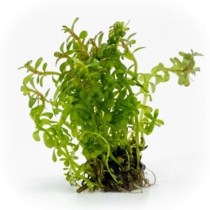 Rotala wayanad EXVITRO