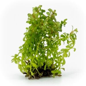 Rotala wayanad EXVITRO