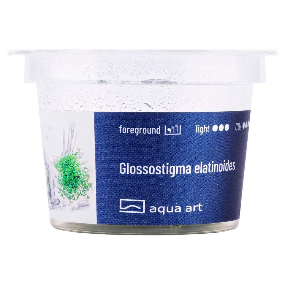 AQUA ART Glossostigma elatinoides ÖN SİPARİŞ