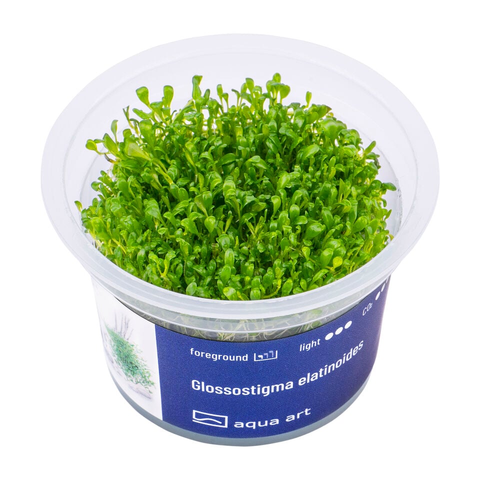 AQUA ART Glossostigma elatinoides ÖN SİPARİŞ