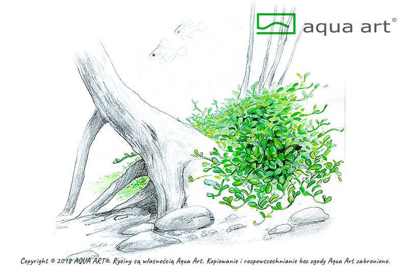 AQUA ART Glossostigma elatinoides ÖN SİPARİŞ
