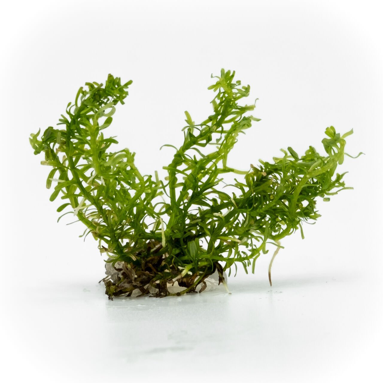 Rotala nanjenshan EXVITRO