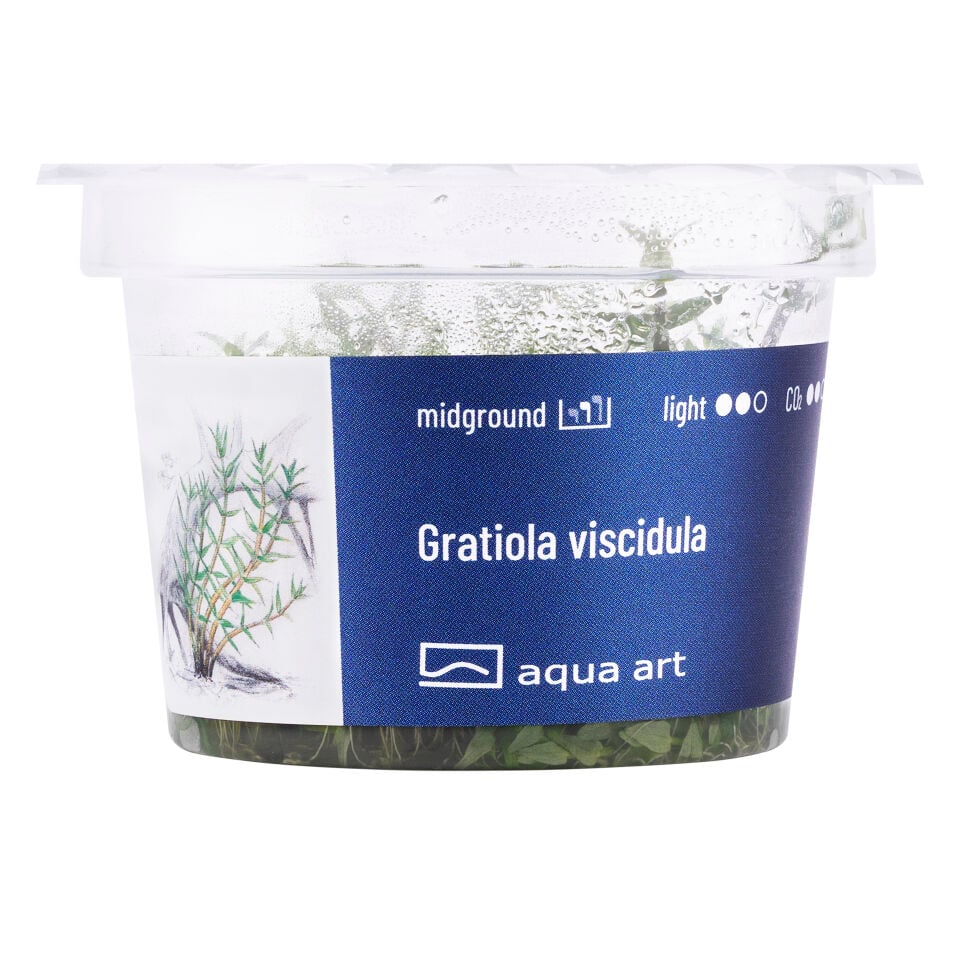 AQUA ART Gratiola viscidula ÖN SİPARİŞ
