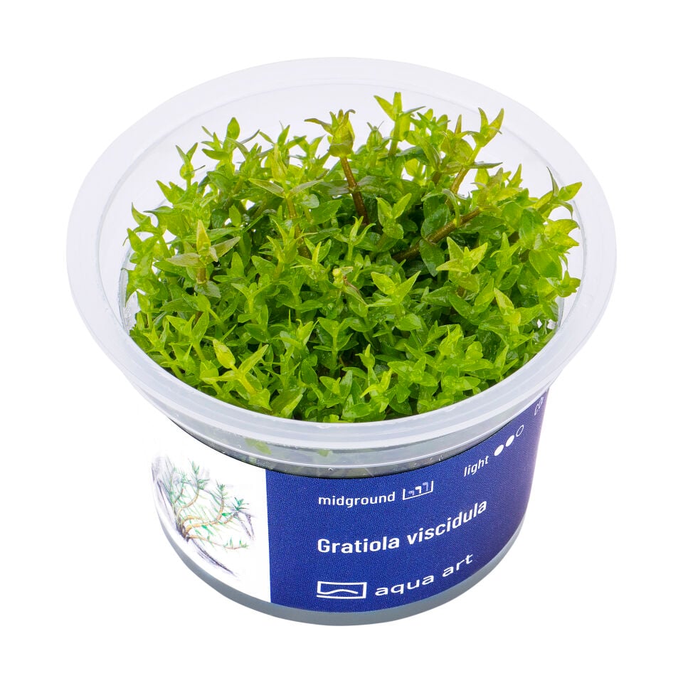 AQUA ART Gratiola viscidula ÖN SİPARİŞ