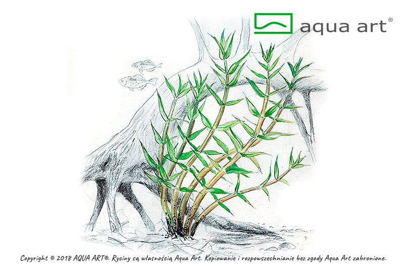 AQUA ART Gratiola viscidula ÖN SİPARİŞ