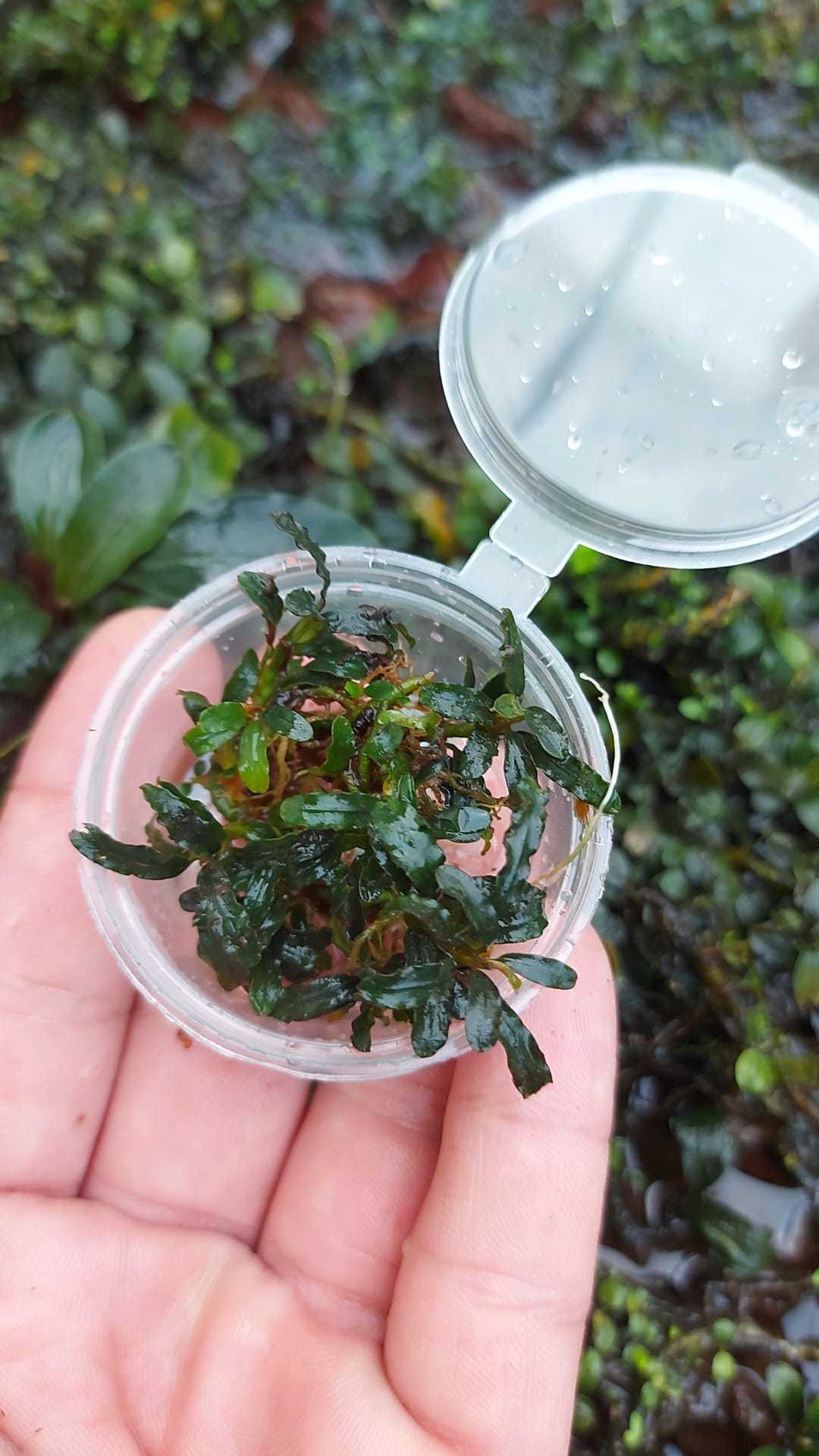 Bucephalandra brownie angel ADET