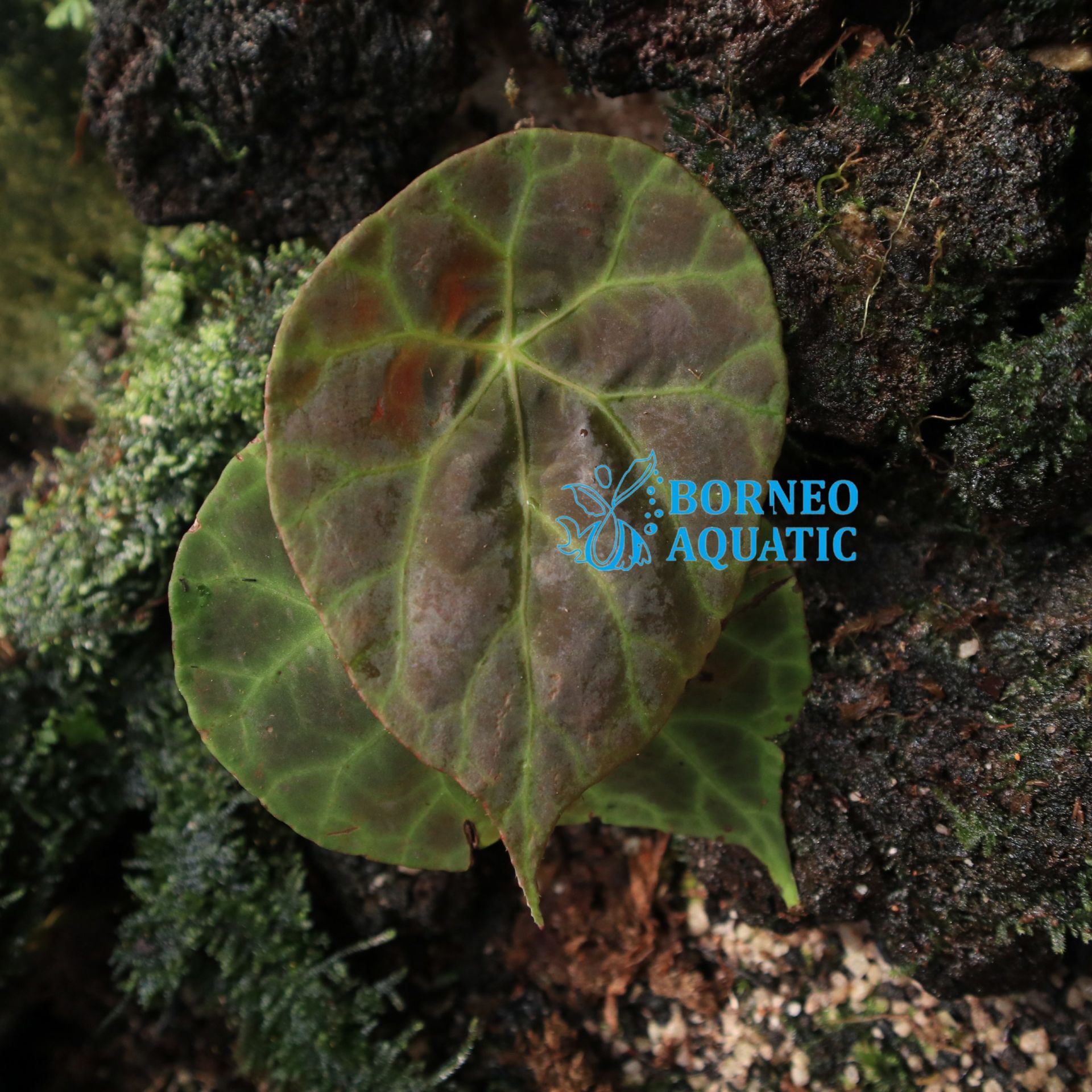 Begonia goegoensis N.E. Br.