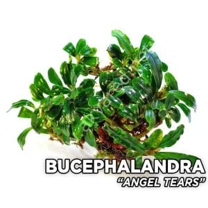 Bucephalandra brownie angel ADET
